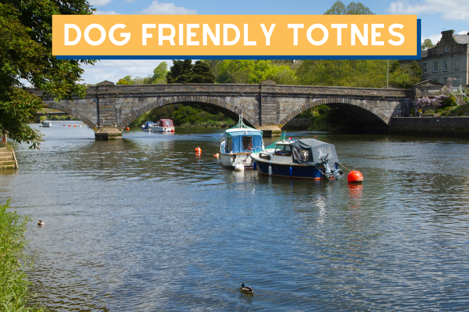 dog friendly totnes